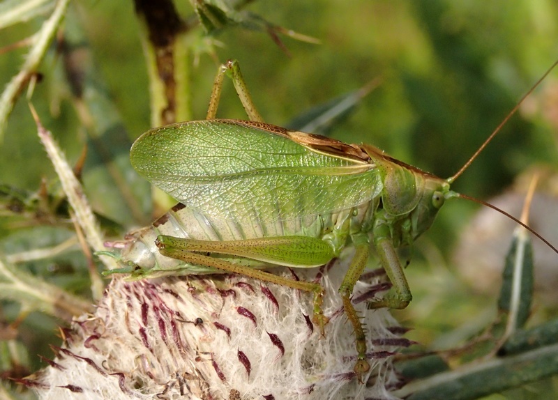 Tettigonia cantans